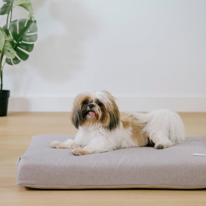 Colchón para perros 80 x 60 cm Micuna